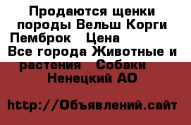 Продаются щенки породы Вельш Корги Пемброк › Цена ­ 40 000 - Все города Животные и растения » Собаки   . Ненецкий АО